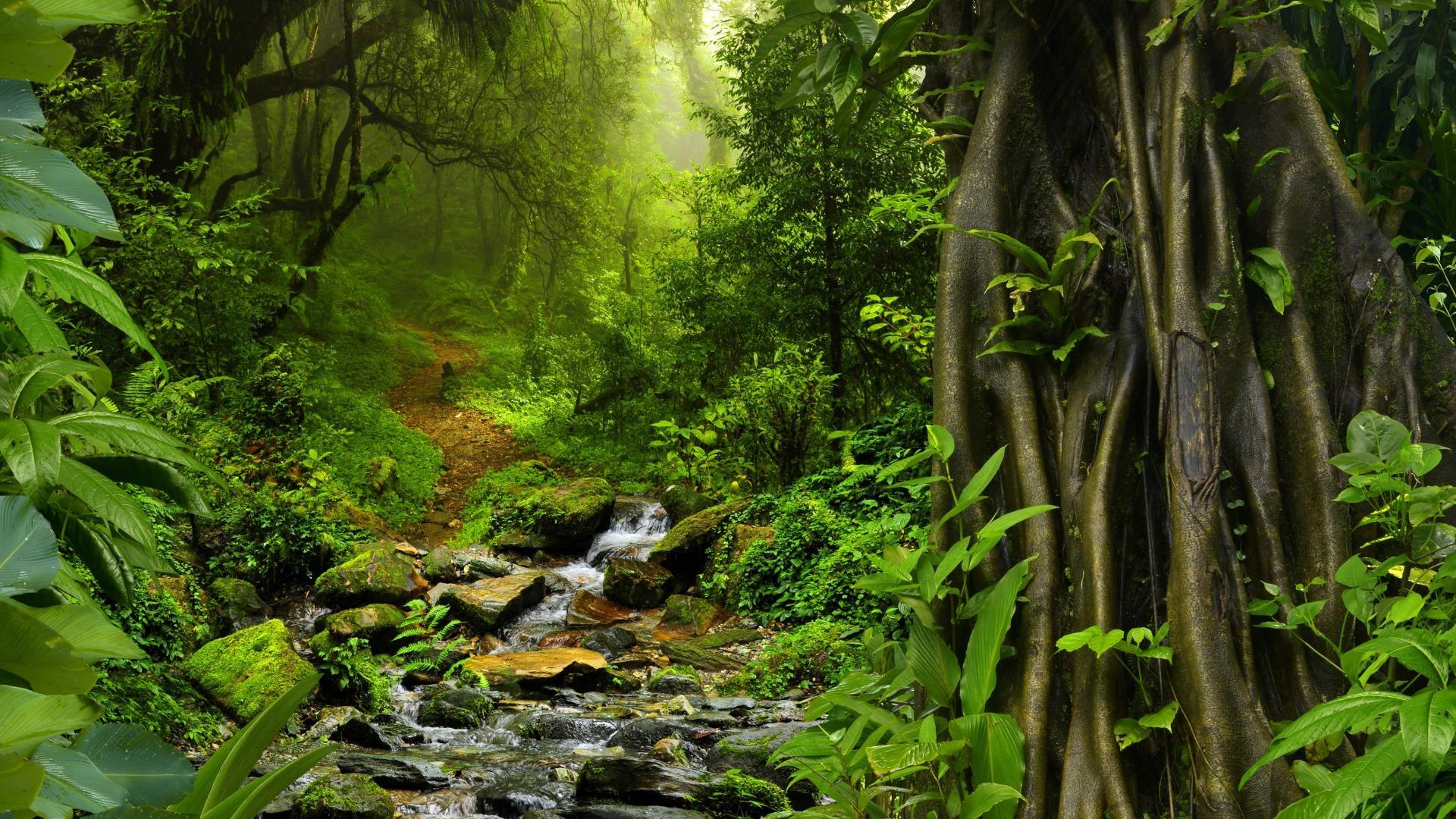 Featured image of post Rainforest Dschungel Wallpaper