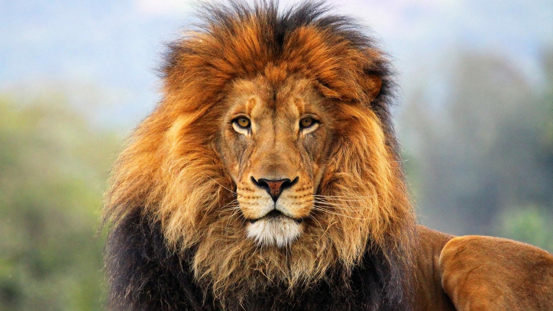 Fondos De Pantalla De Leones Fondosmil