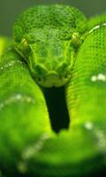 Snake Live Wallpaper 截圖 2