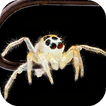 Spider Live Wallpaper - Fonds d'écran