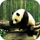 Panda Live Wallpaper - backgrounds hd APK