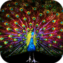 Peacocks Live Wallpaper - backgrounds hd APK