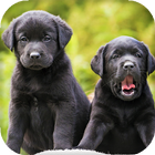 Puppy Live Wallpaper - backgrounds hd 圖標