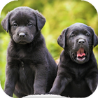 Puppy Live Wallpaper - backgrounds hd icon