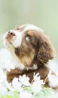 Puppy Live Wallpaper - backgrounds hd โปสเตอร์