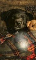 2 Schermata Puppy Live Wallpaper - sfondi hd