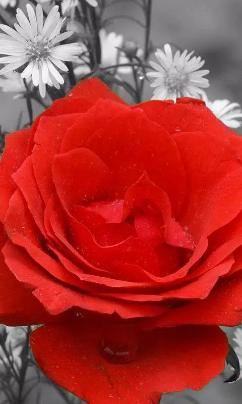 Tải xuống APK Red Rose Live Wallpaper cho Android Tải xuống APK Red Rose Live Wallpaper cho Android