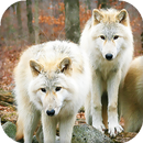 Wolf Live Wallpaper - Fonds d'écran HD APK