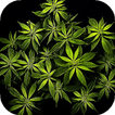 Weed Live Wallpaper - backgrounds hd