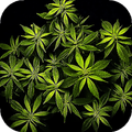 Weed Live Wallpaper - sfondi hd