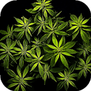 Weed Live Wallpaper - backgrounds hd APK