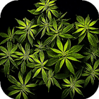 Weed Live Wallpaper 图标