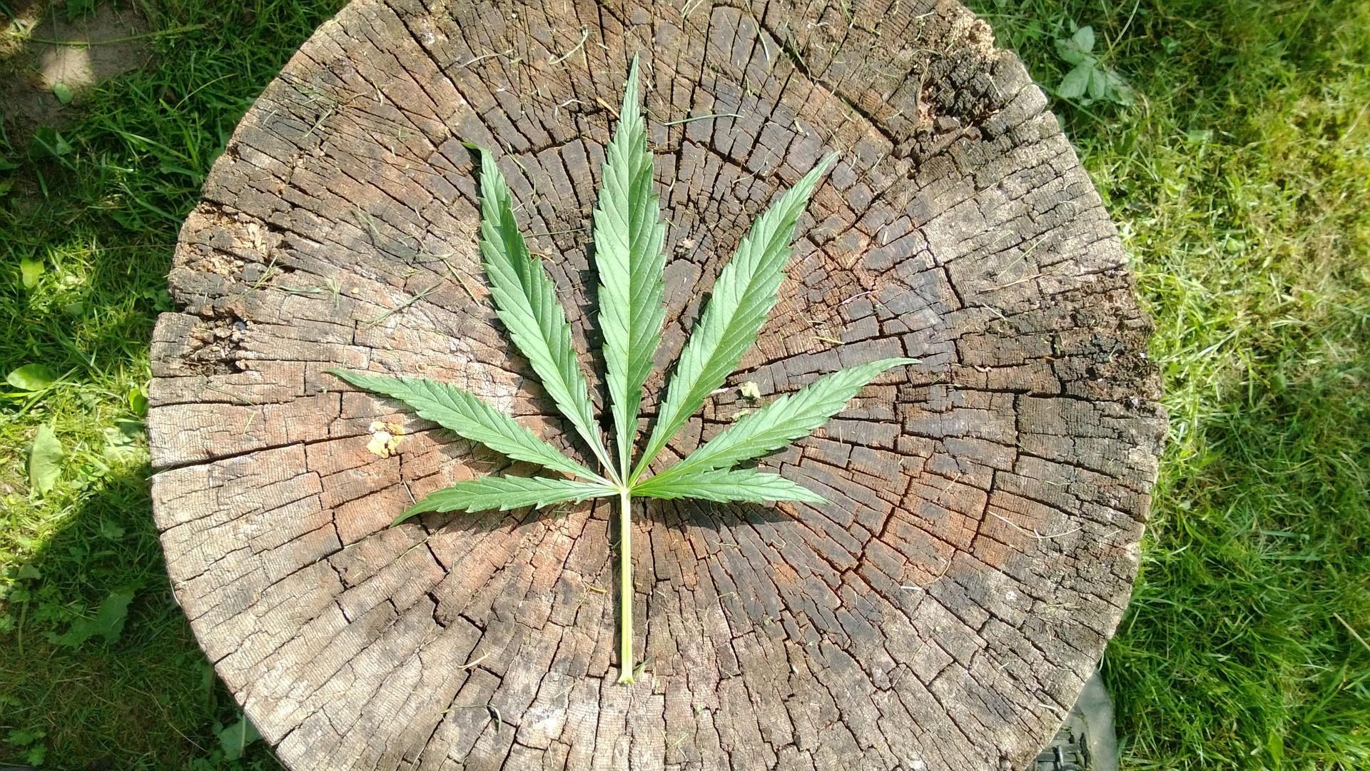 Weed Live Wallpaper for Android - APK Download