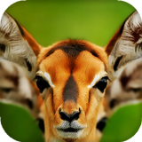 Wild Animals Live Wallpaper - backgrounds hd آئیکن