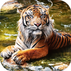 Tiger Live Wallpaper simgesi