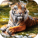 Tiger Live Wallpaper - Fonds d'écran HD APK