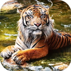 Tiger Live Wallpaper أيقونة