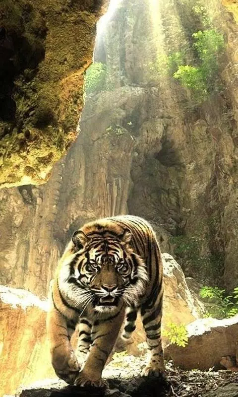 Tigers by Live Wallpaper HD 3D para Android baixar grátis. O papel