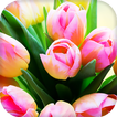 Tulips Live Wallpaper - Fonds d'écran HD