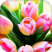 Tulips Live Wallpaper - backgrounds hd