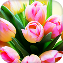 Tulips Live Wallpaper - Fonds d'écran HD APK