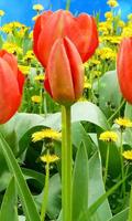 Tulipas Live Wallpaper - fundos hd Cartaz