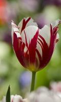 Tulips Live Wallpaper syot layar 2