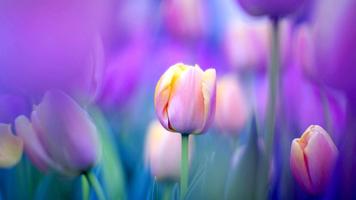 Tulips Live Wallpaper ภาพหน้าจอ 3