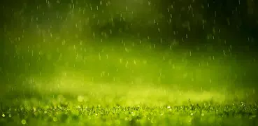 Дождь Живые Обои