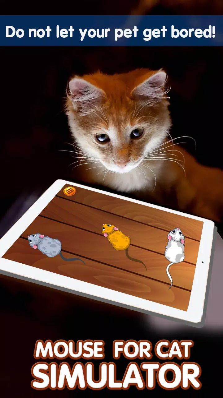 CatHotel - Brincar com gatos na App Store