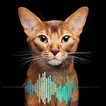 Meow Sound Effect