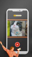 Meow Sound Effect poster