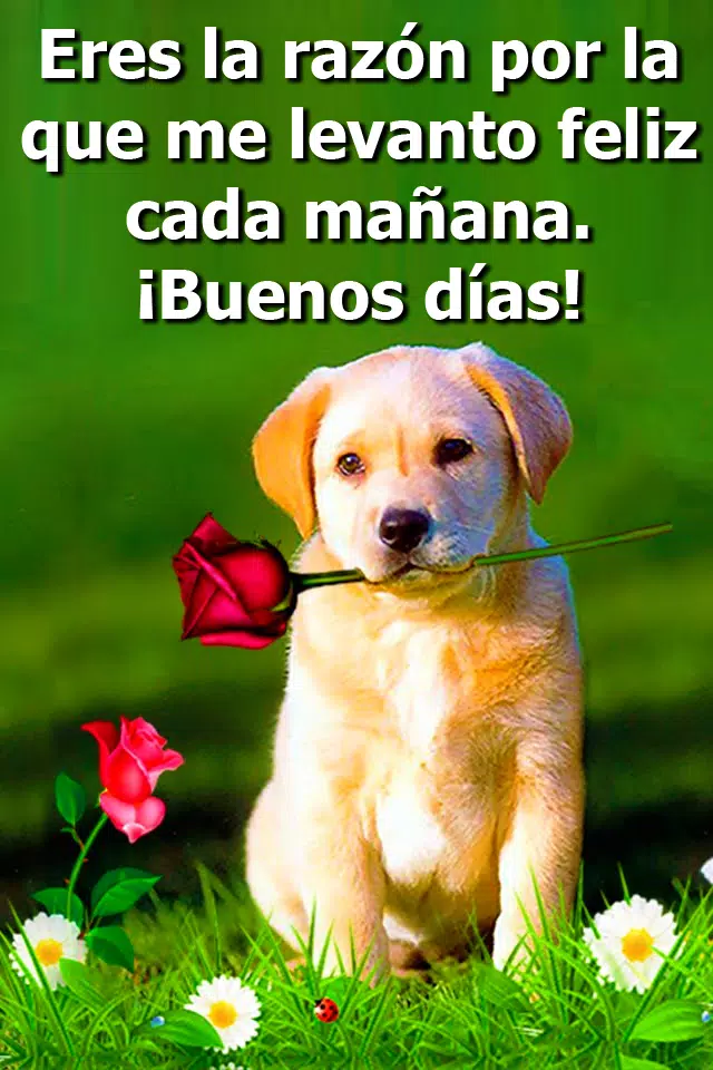 Frases De Buenos Días - Para Mi Amor Gratis APK for Android Download