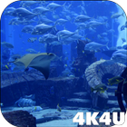 4K Aquarium Tank Video Live Wa icono