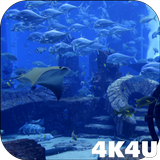 4K Aquarium Tank Video Live Wa آئیکن