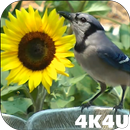 4K Birds Bath Live Wallpapers APK