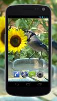 4K Birds Bath Live Wallpapers โปสเตอร์