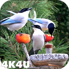 4K Garden Birds Video Live Wal أيقونة