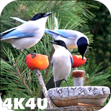 4K Garden Birds Video Live Wal icône