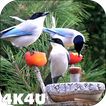 4K Garden Birds Video Live Wal