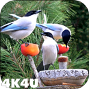 4K Garden Birds Video Live Wal APK