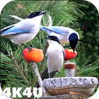 4K Garden Birds Video Live Wal आइकन