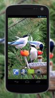 4K Garden Birds Video Live Wal Affiche