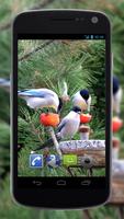 4K Garden Birds Video Live Wal captura de pantalla 1