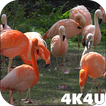 4K Flamingo Video Live Wallpap