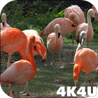 4K Flamingo Video Live Wallpap ไอคอน