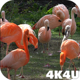 4K Flamingo Video Live Wallpap simgesi