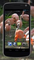 4K Flamingo Video Live Wallpap Affiche