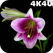 4K Flowers Video Live Wallpape