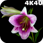 4K Flowers Video Live Wallpape icon